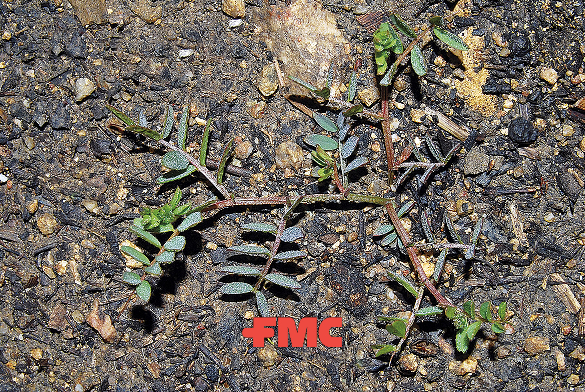 Vicia Sativa Guía De Malas Hierbas Fmc